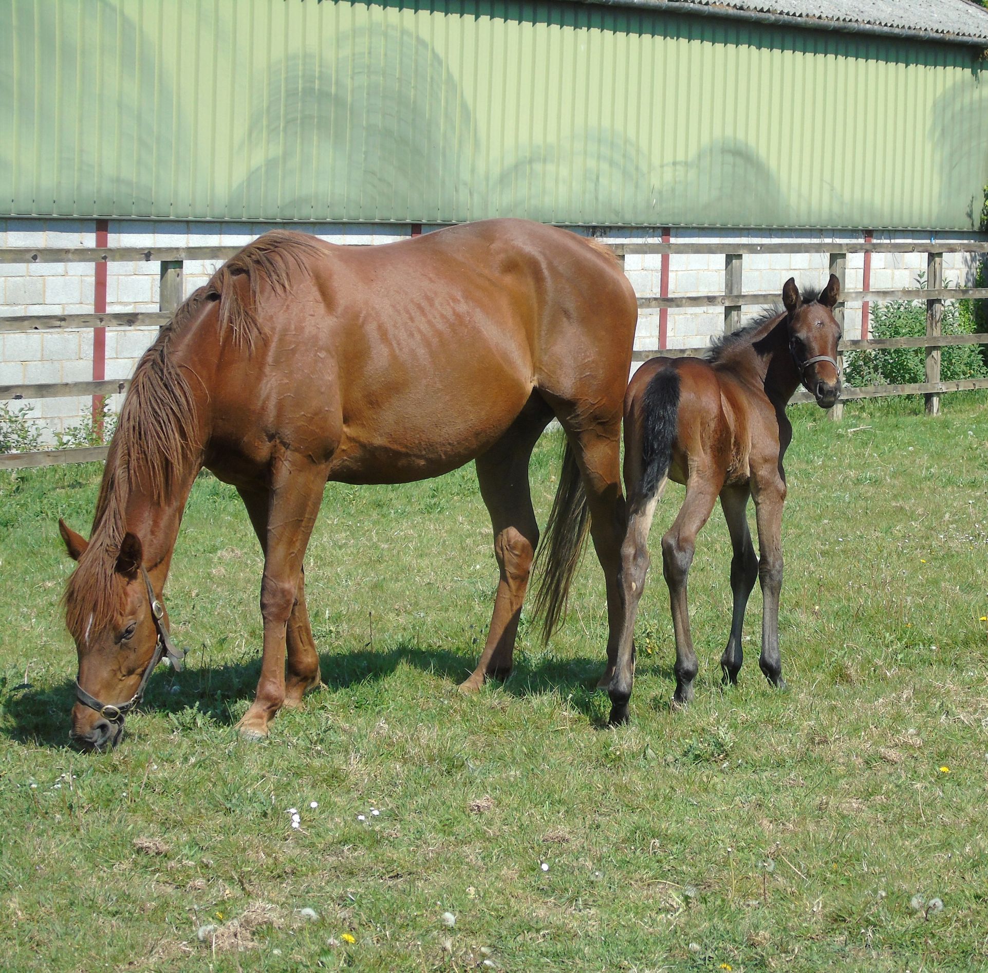 2025 filly by Churchill